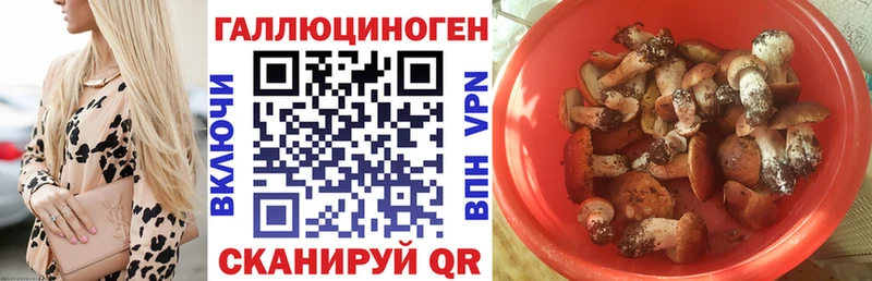 Галлюциногенные грибы Psilocybine cubensis  Кимовск 